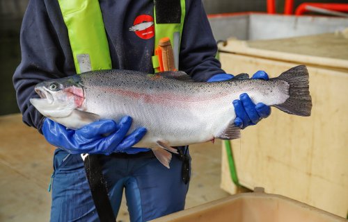 2020 Oppdrettslaks, Sogn og Fjordane