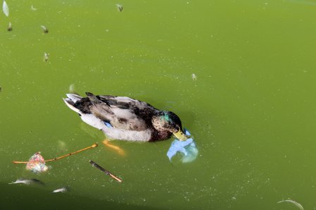 And som spiser på plastavfall