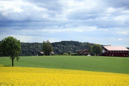 2019 Bondegård med rapsåker i forgrunnen og kornåker i bakgrunnen