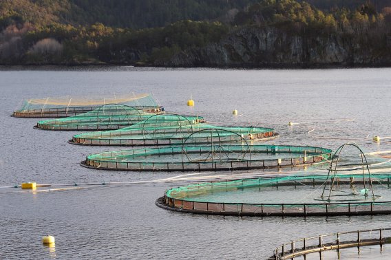 2019 - Fiskeoppdrettsanlegg i Sogn og Fjordane