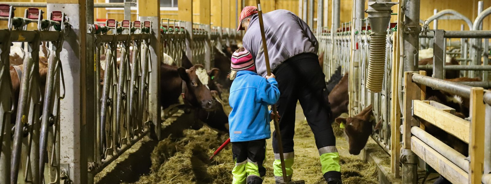 landbruk-ku-fjøs-familie-barn-49091110523_cd67a0378b_o