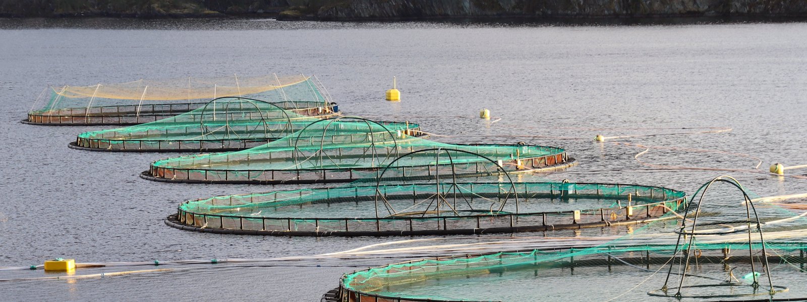 2019 - Fiskeoppdrettsanlegg i Sogn og Fjordane