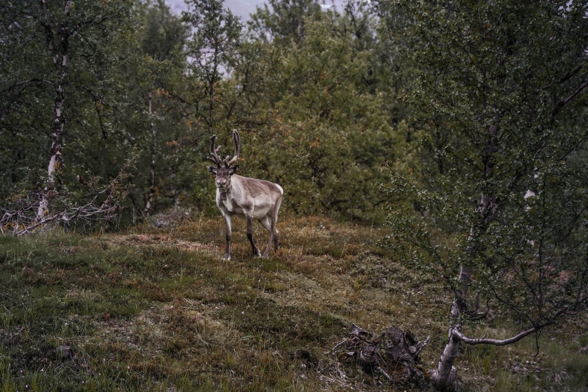 2020 Reinsdyr i Finnmark