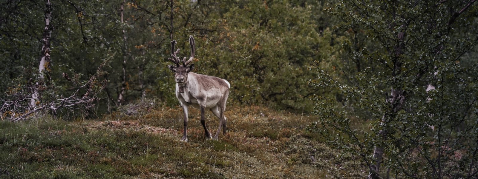 2020 Reinsdyr i Finnmark