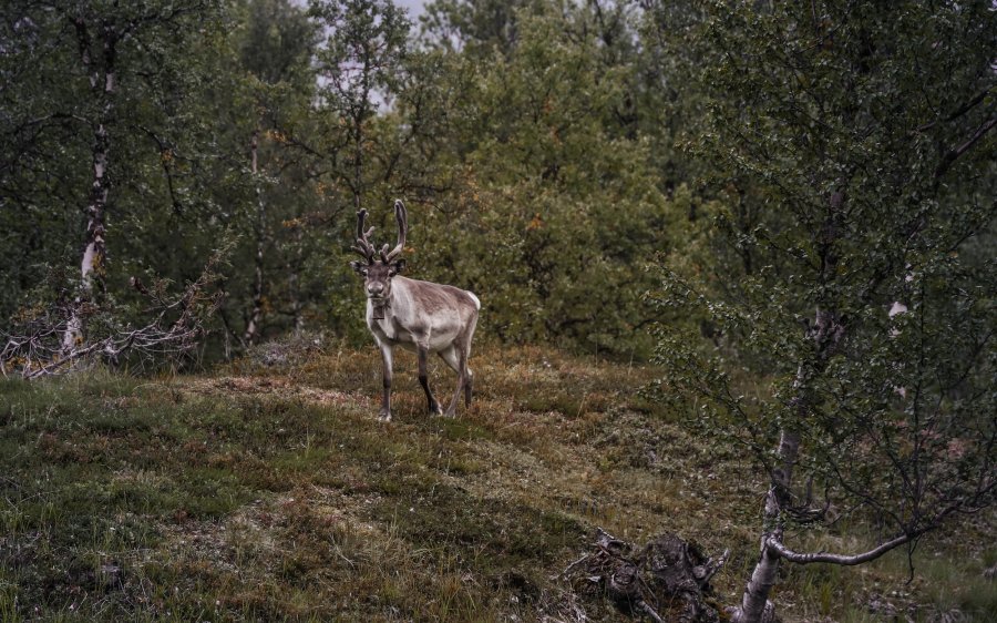 2020 Reinsdyr i Finnmark