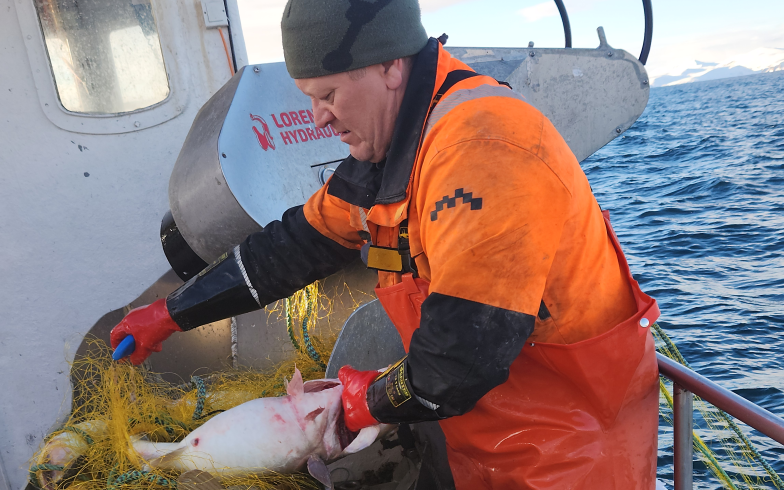 Tor Mikkola, fiske