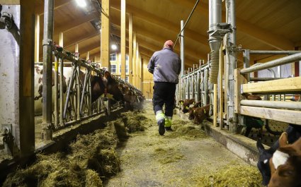 landbruk-ku-fjøs-familie-barn-