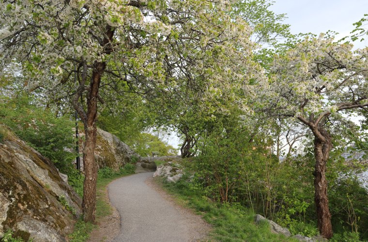 2020 - Epletrær i vårblomstring, park i Drøbak, Akershus
