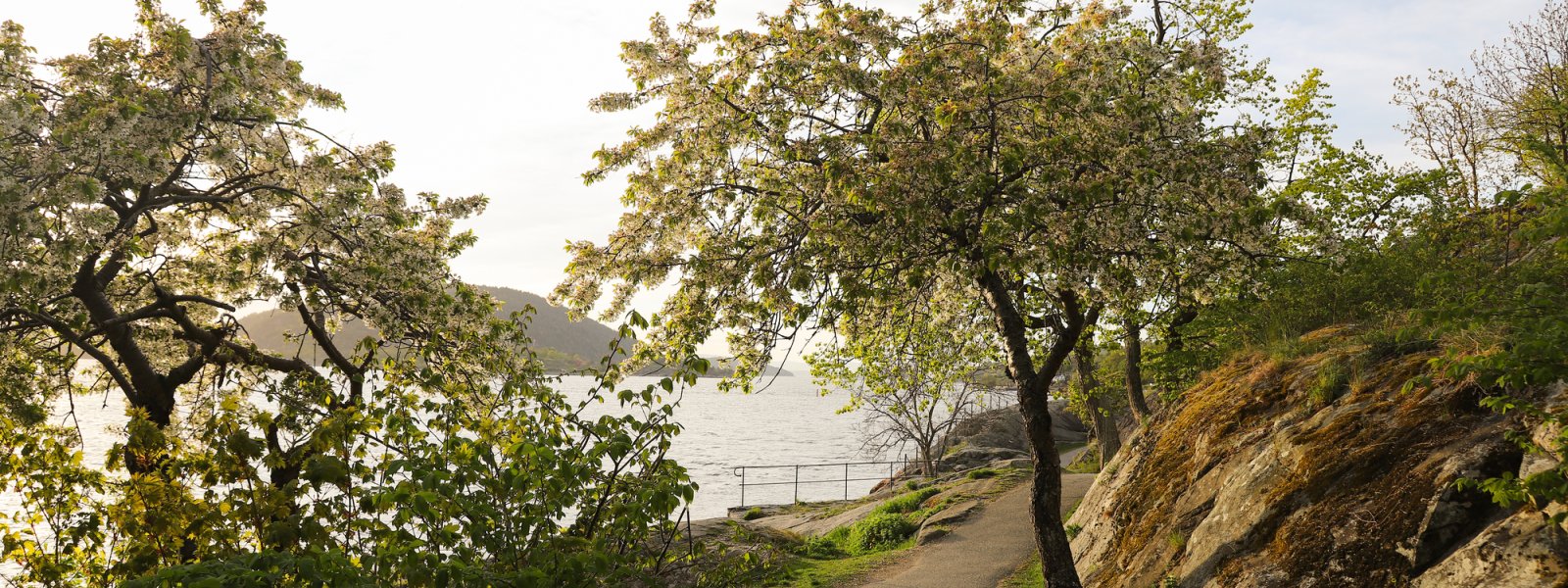 2020 - Epletrær i vårblomstring, park i Drøbak, Akershus