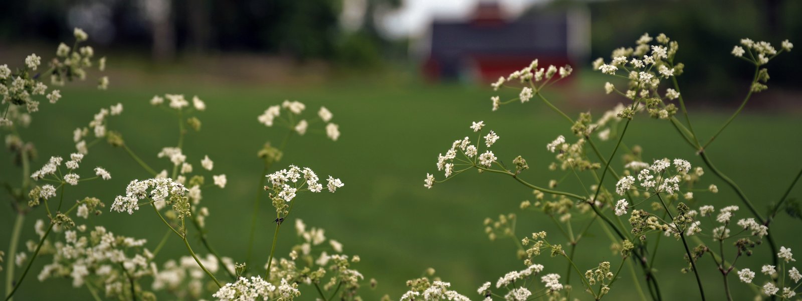 2022 Hundekjeks i kulturlandskap, midtsommer