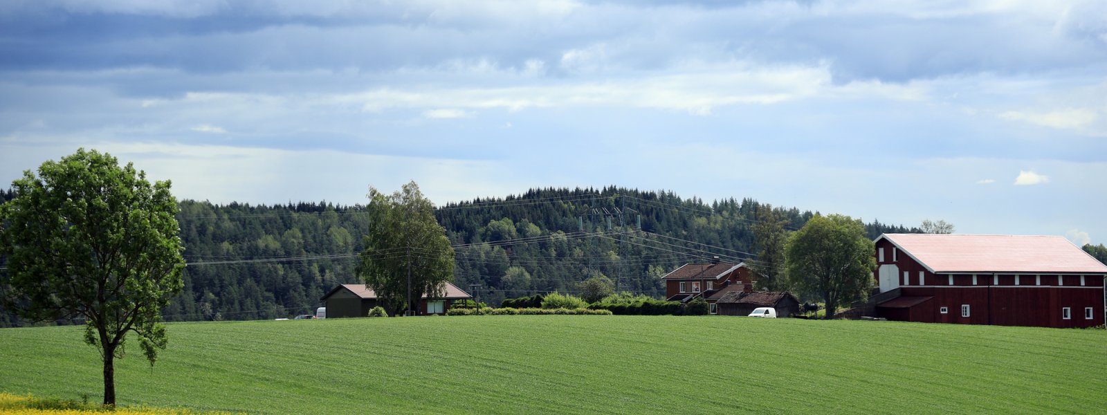 2019 Bondegård med rapsåker i forgrunnen og kornåker i bakgrunnen