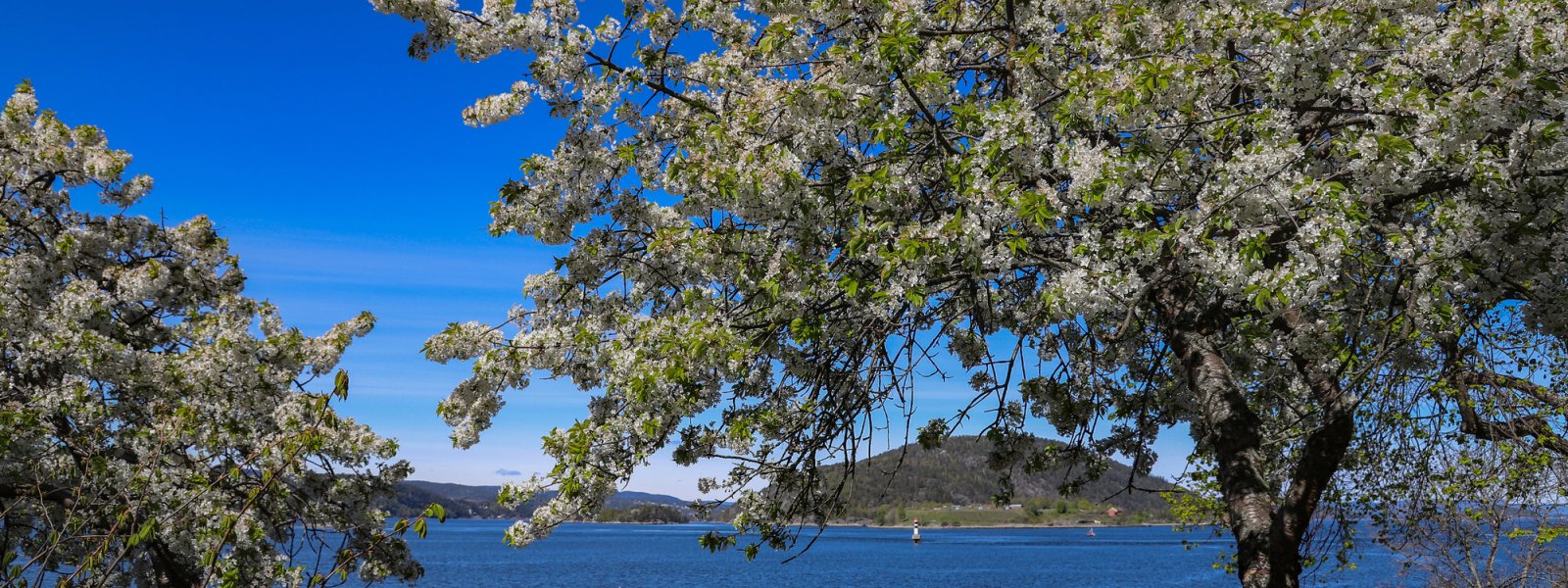 2020 - Blomstrende epletre, Drøbak i Akershus