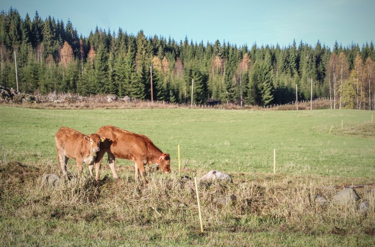 2017 - Kyr på beite