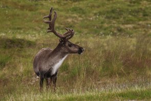 2021 Tamrein i Finnmark