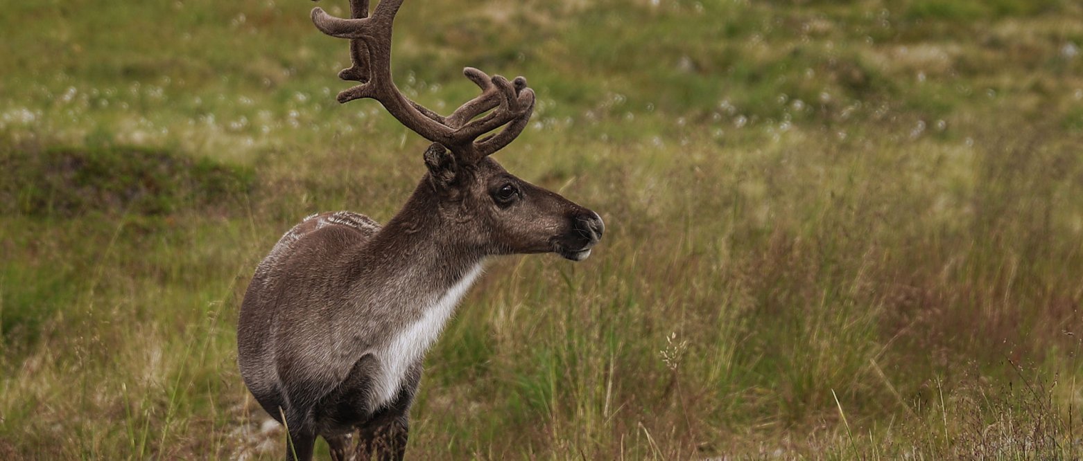 2021 Tamrein i Finnmark