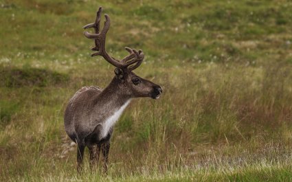 2021 Tamrein i Finnmark