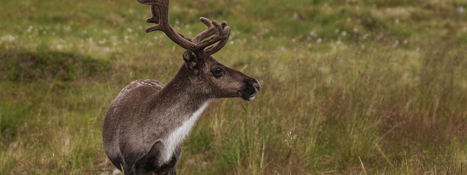 2021 Tamrein i Finnmark