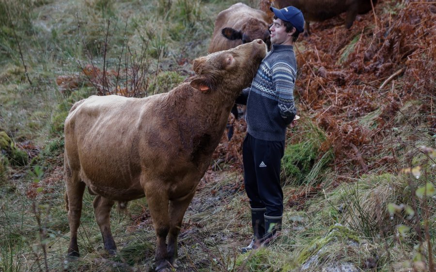 2020 Kyr på beite hos Sander Solheim, ung bonde i Sogn og Fjordane