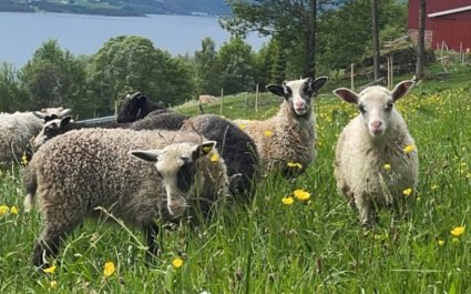 Sau Runar og Irmelin