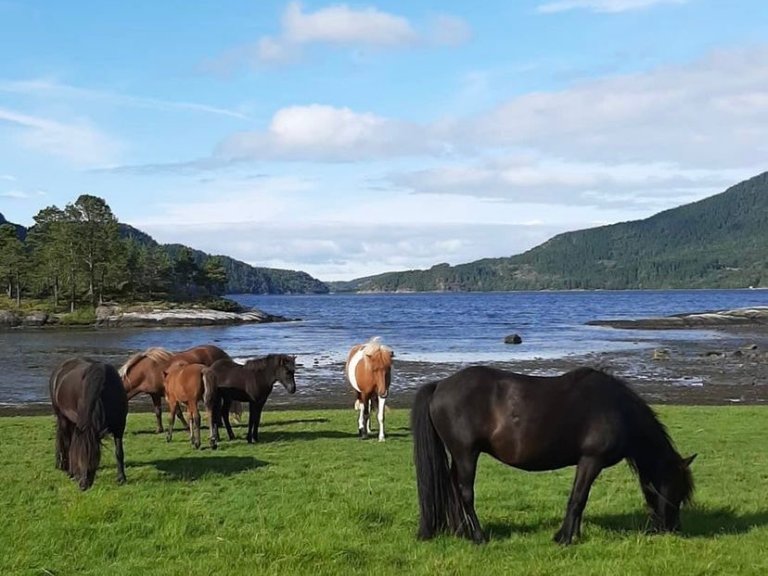 Hest Dalen Gård