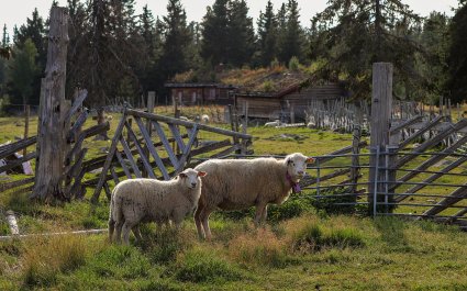 2020 Sau på seterbeite Rena Hedmark (3)