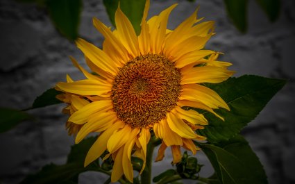 solsikke-blomst-35299145544_13b25daa49_o kopi