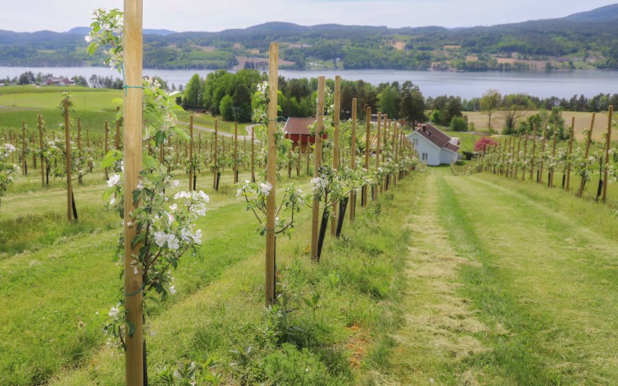 2025_Epleblomstring_Gvarv_Telemark_SEN_23721_Foto_Ragne_Lysaker