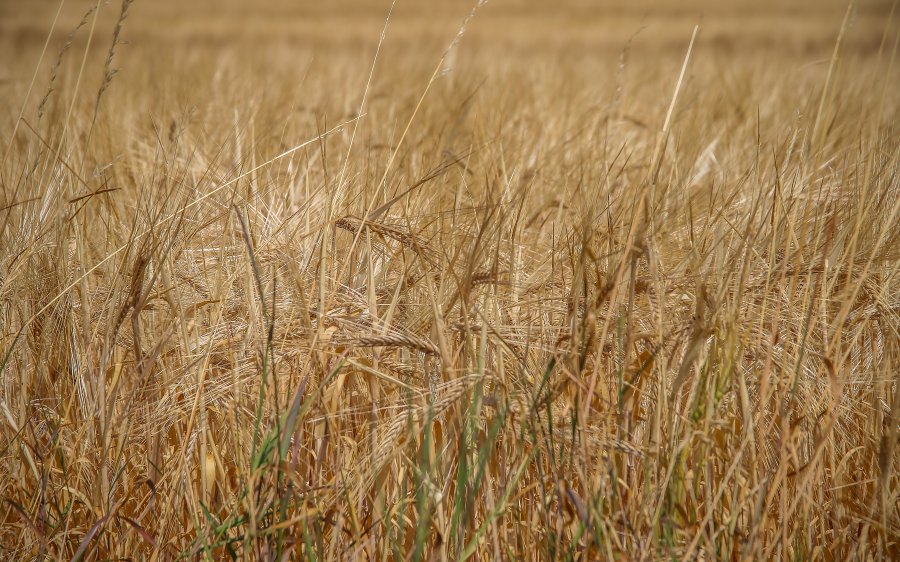 landbruk-korn-IMG_8491