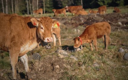 Ku-kyr-landbruk-37839170451_fcf4abc352_o