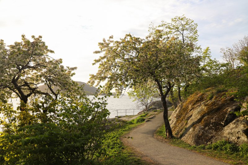 2020 - Epletrær i vårblomstring, park i Drøbak, Akershus