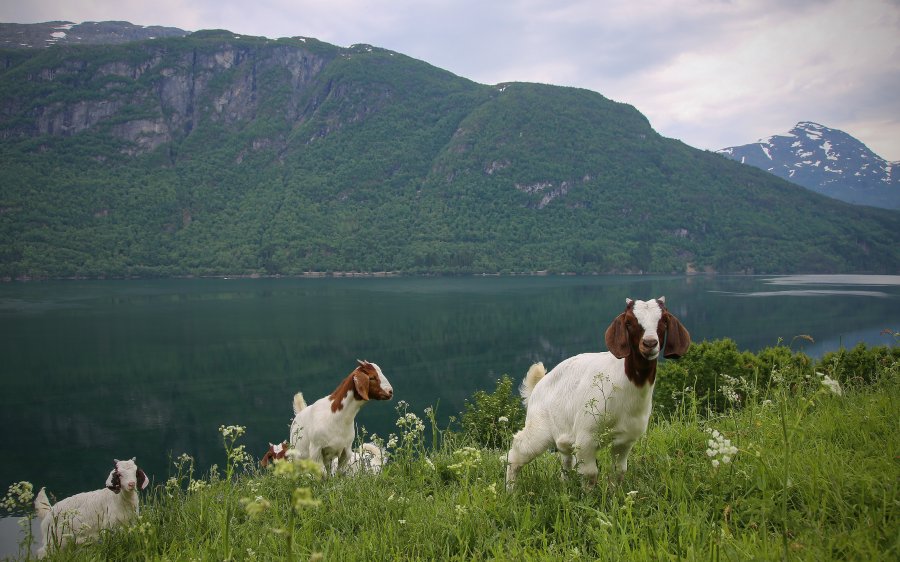2018 Geiter på sommerbeite Sogn og Fjordane