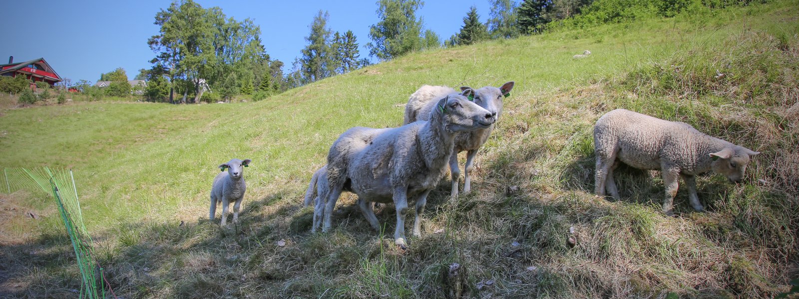 Sauer er viktige for kulturlandskapet